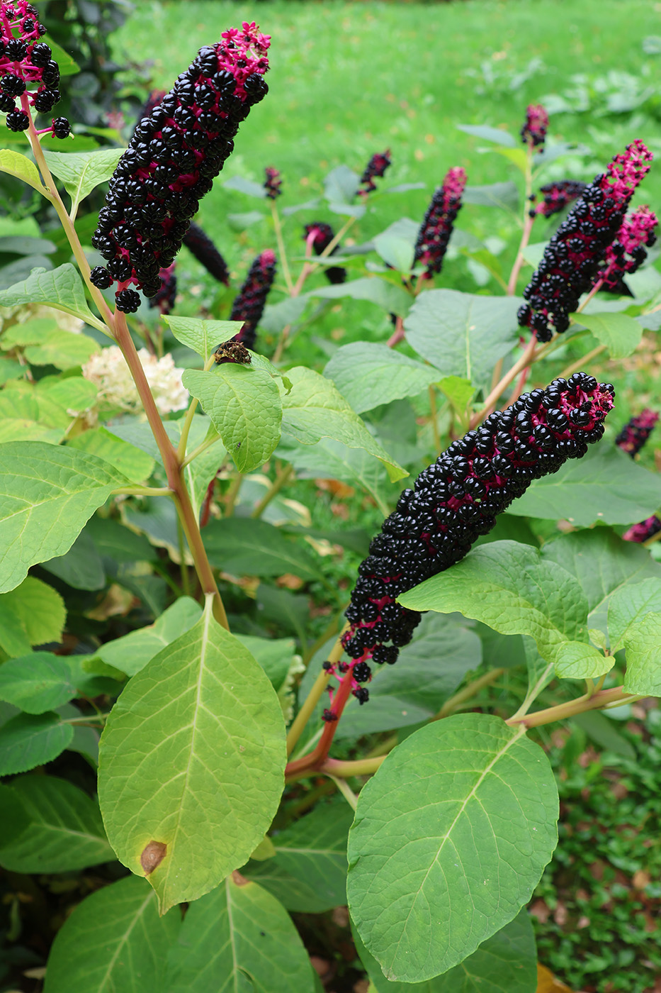 Image of Phytolacca acinosa specimen.