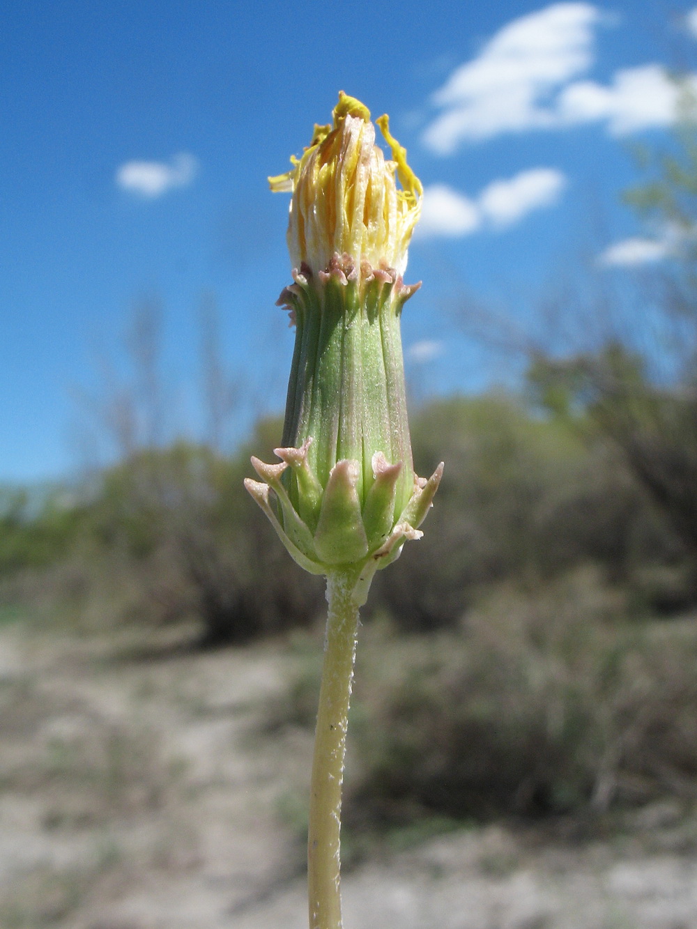 Image of Taraxacum kok-saghyz specimen.