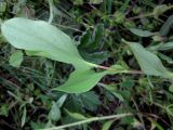 Bupleurum rotundifolium. Верхушка ювенильного растения. Крым, Белогорский р-н, под скалой Ак-Кая, степь. 12 мая 2011 г.