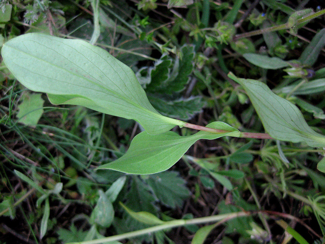 Изображение особи Bupleurum rotundifolium.