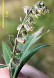 Artemisia integrifolia