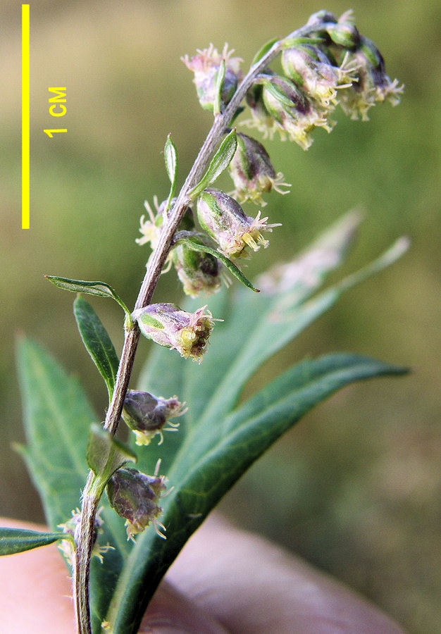 Изображение особи Artemisia integrifolia.