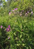 Geranium sylvaticum