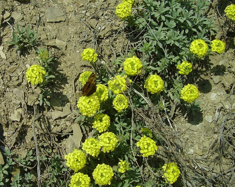 Image of Alyssum lenense specimen.