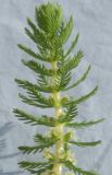Image of specimen