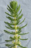 Myriophyllum verticillatum