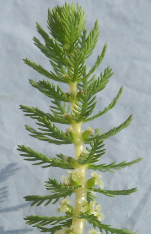 Изображение особи Myriophyllum verticillatum.