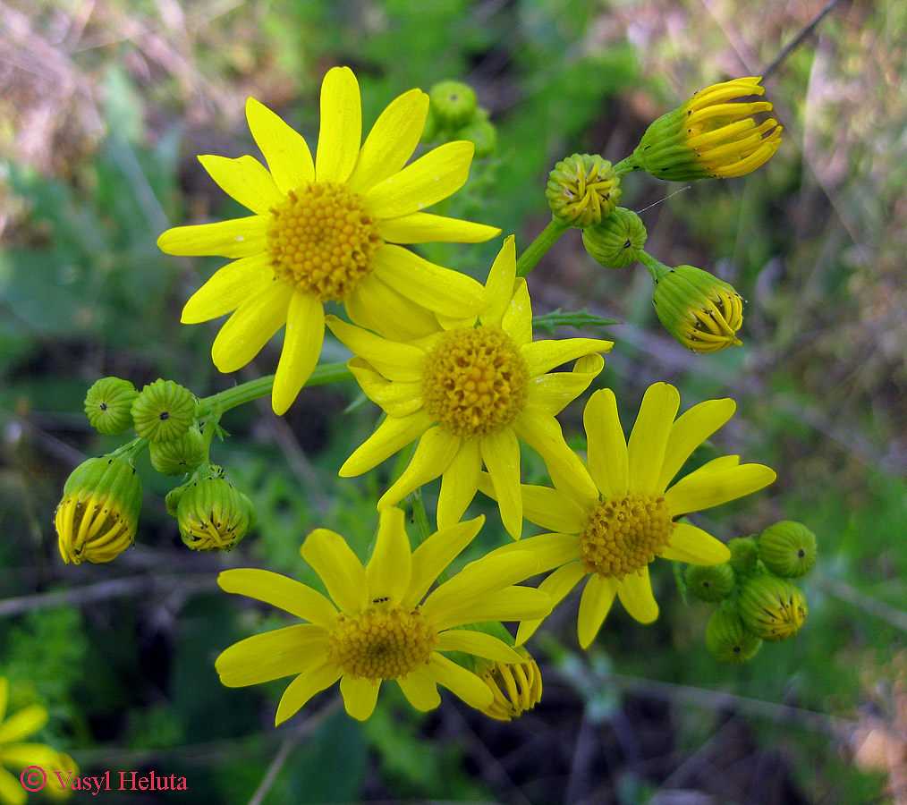 Изображение особи Senecio vernalis.