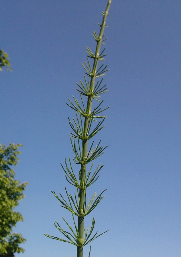 Изображение особи Equisetum fluviatile.