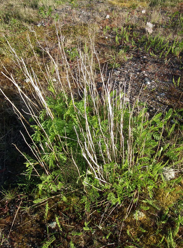 Изображение особи Tanacetum vulgare.