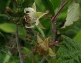 Rubus matsumuranus