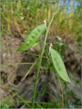 Vicia biennis. Созревающие плоды-бобы. Чувашия, г. Шумерля, берег р. Сура в р-не городского пляжа. 17 июля 2011 г.