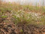 Asperula montana. Цветущее растение на гранитной осыпи. Украина, Донецкая обл., Тельмановский р-н, окр. с. Гранитное, балка Хан-Тарама. 13.06.2011.