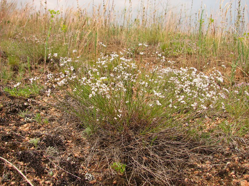 Image of Asperula montana specimen.