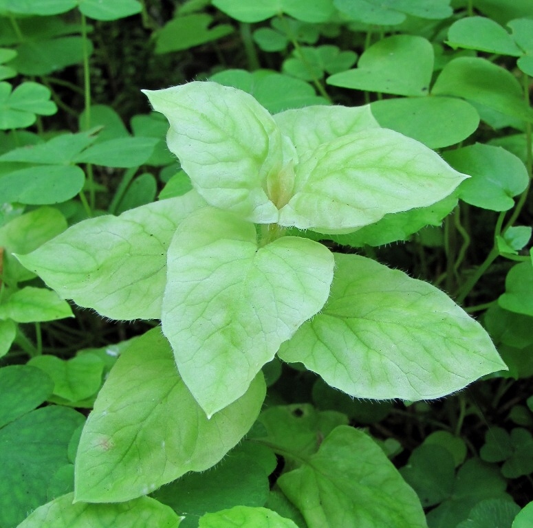 Image of Stellaria nemorum specimen.