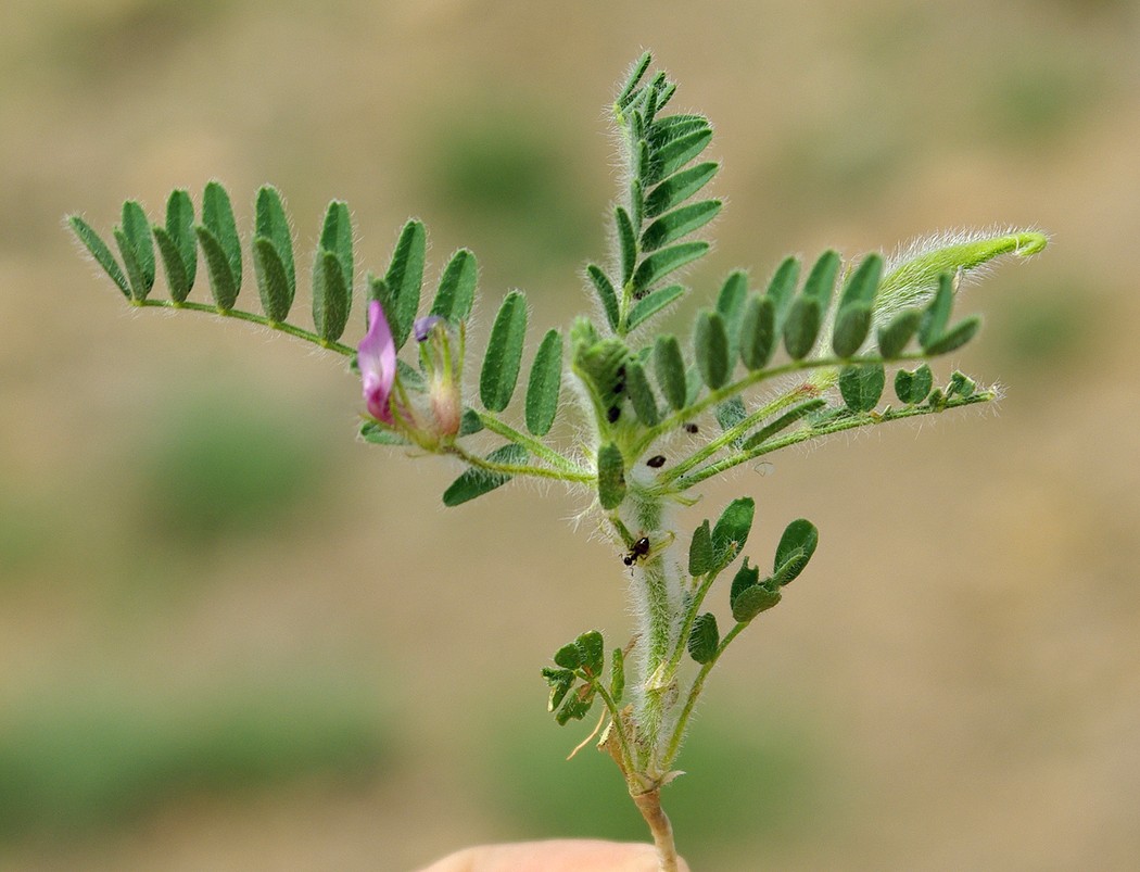 Изображение особи Astragalus camptoceras.