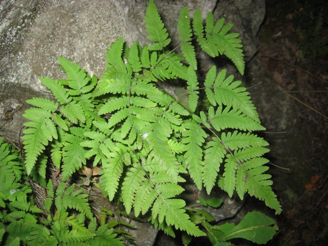 Изображение особи Gymnocarpium jessoense.