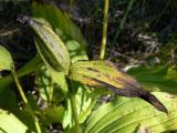 Cypripedium calceolus