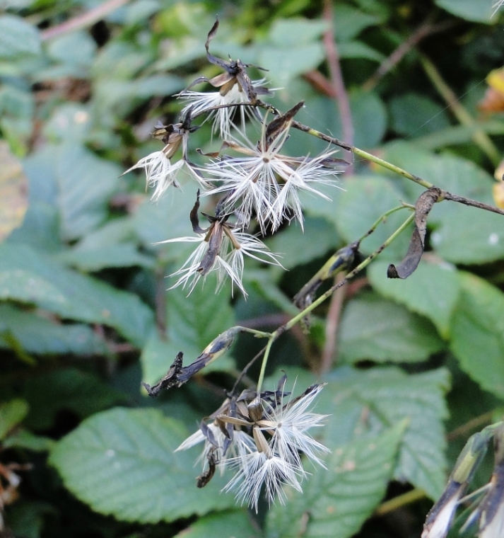 Image of Prenanthes purpurea specimen.