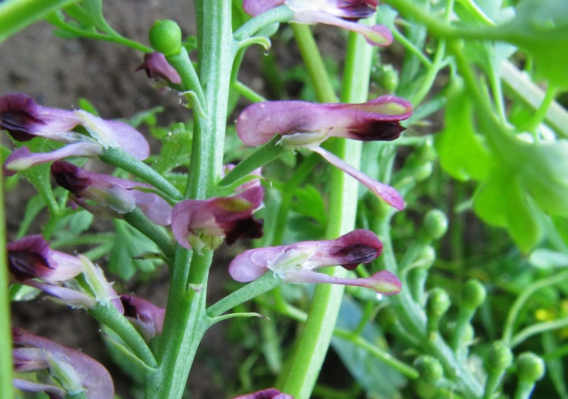 Image of Fumaria officinalis specimen.