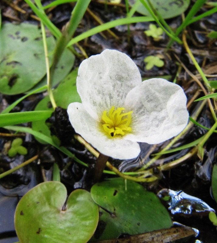 Image of Hydrocharis morsus-ranae specimen.