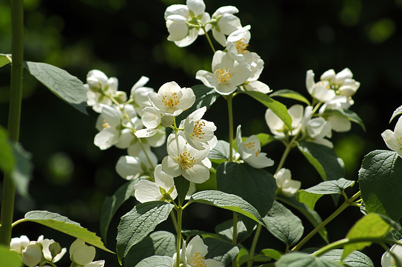 Изображение особи Philadelphus coronarius.