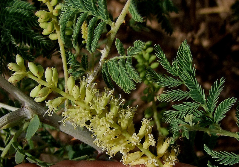 Изображение особи Lagonychium farctum.