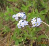 Myosotis imitata. Соцветия. Новосибирская обл., Искитимский р-н, ООПТ \"Бердские скалы\". 23.05.2011.