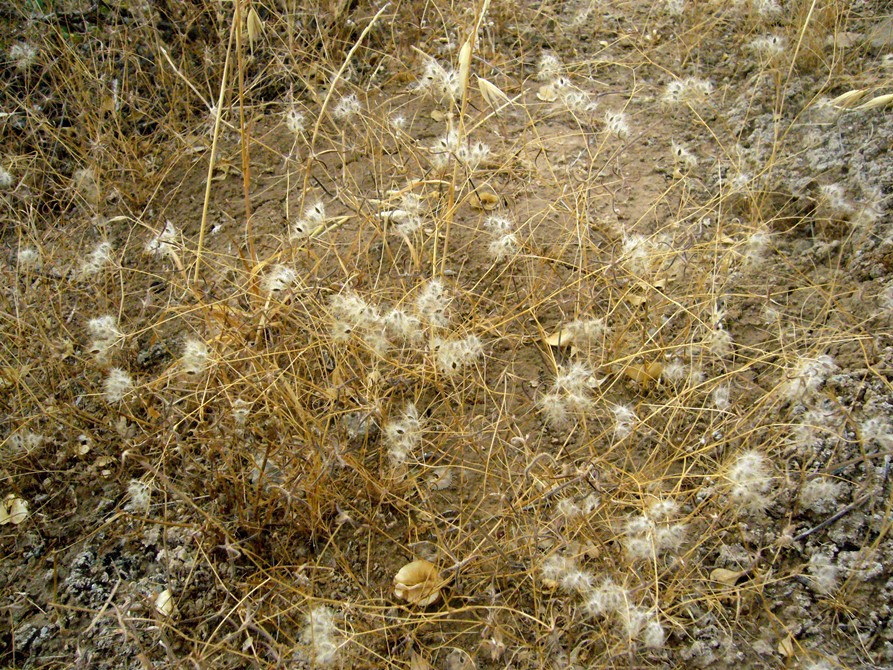 Image of Cuminum setifolium specimen.