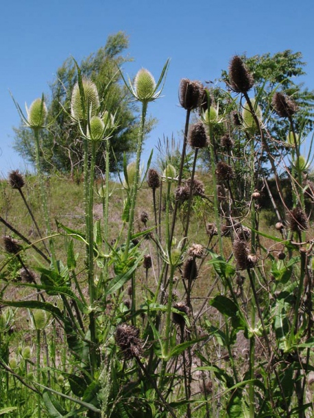 Изображение особи Dipsacus fullonum.