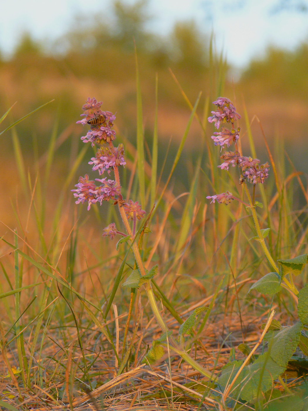 Изображение особи Salvia verticillata.