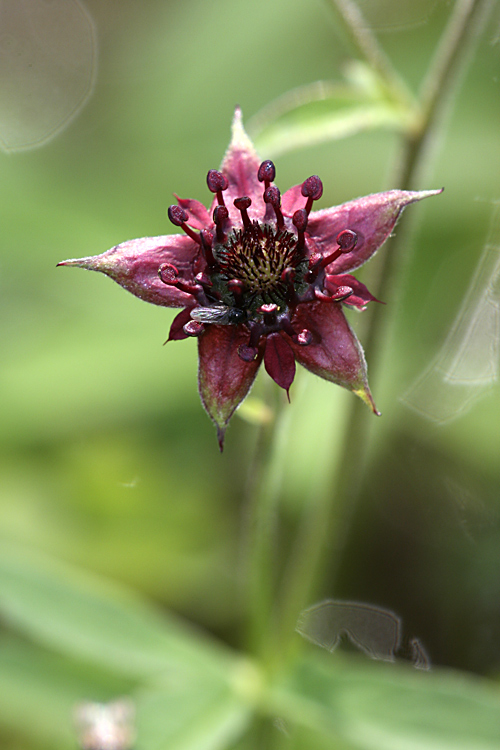 Image of Comarum palustre specimen.