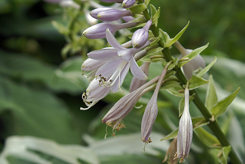 Image of Hosta albomarginata specimen.