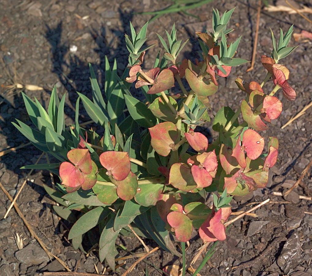 Image of Euphorbia rigida specimen.