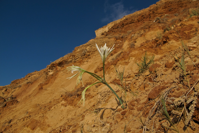 Изображение особи Pancratium maritimum.