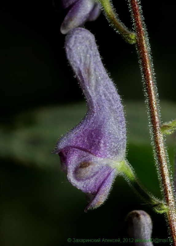 Image of Aconitum septentrionale specimen.