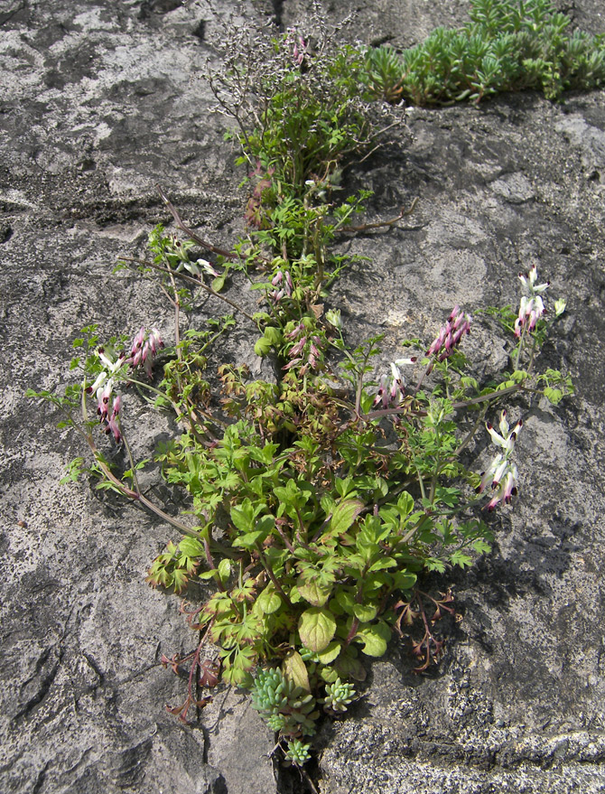 Image of Fumaria capreolata specimen.