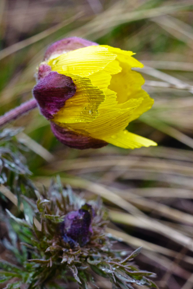 Image of Adonis volgensis specimen.