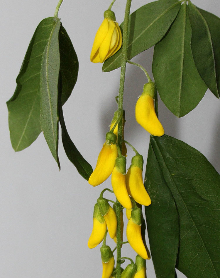 Image of Laburnum &times; watereri specimen.
