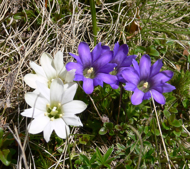 Изображение особи Gentiana laciniata.