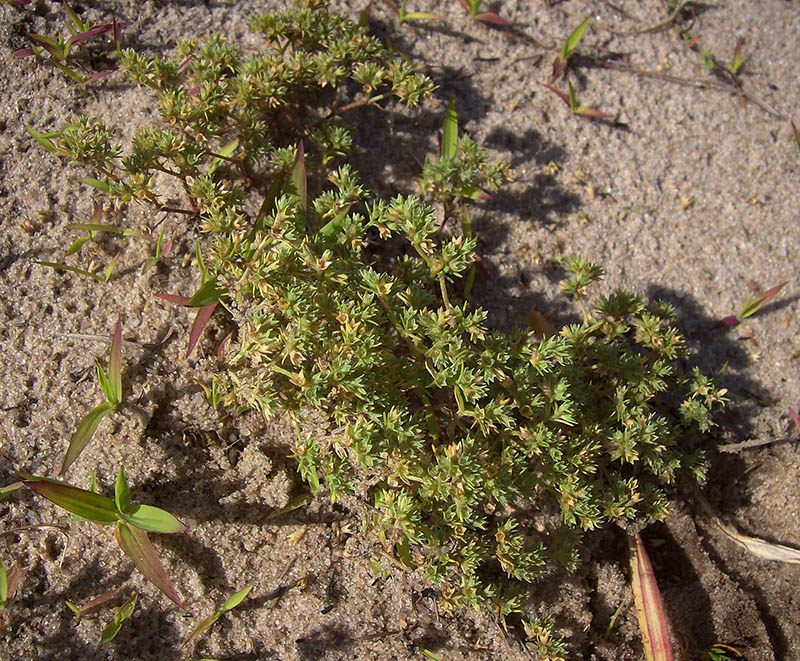 Изображение особи Scleranthus polycarpos.