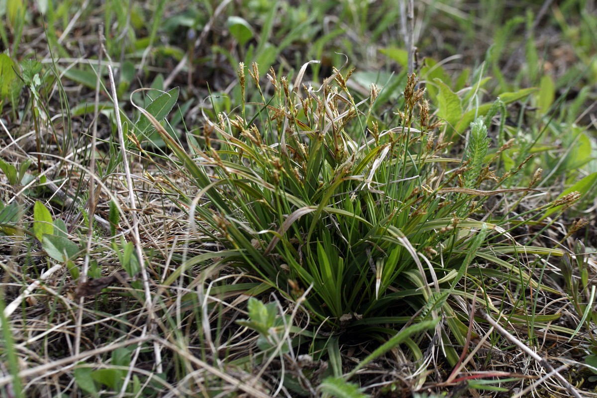 Изображение особи Carex ornithopoda.