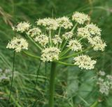 Heracleum orsinii. Соцветие. Черногория, Динарское нагорье, горный массив Дурмитор. 05.07.2011.