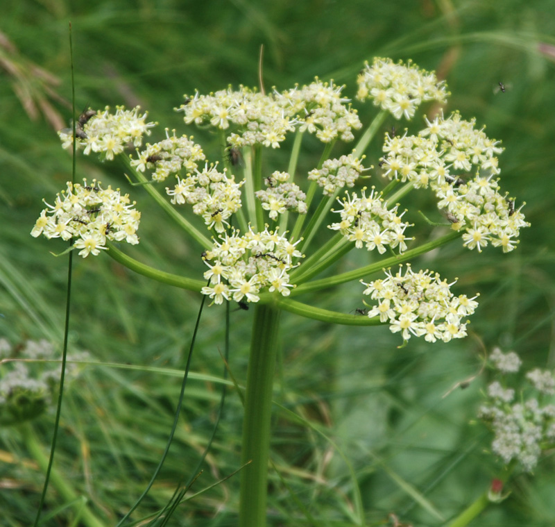 Image of Heracleum orsinii specimen.