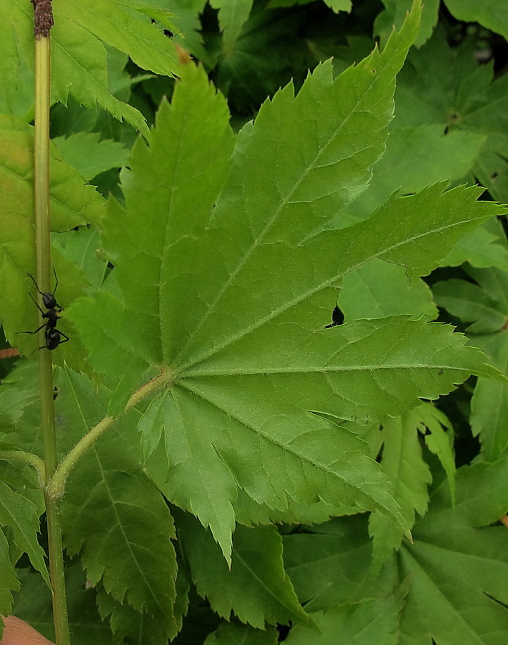 Image of Acer sieboldianum specimen.