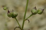 Scrophularia exilis