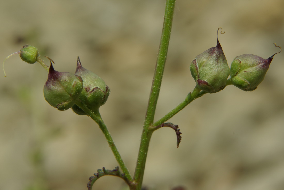 Изображение особи Scrophularia exilis.