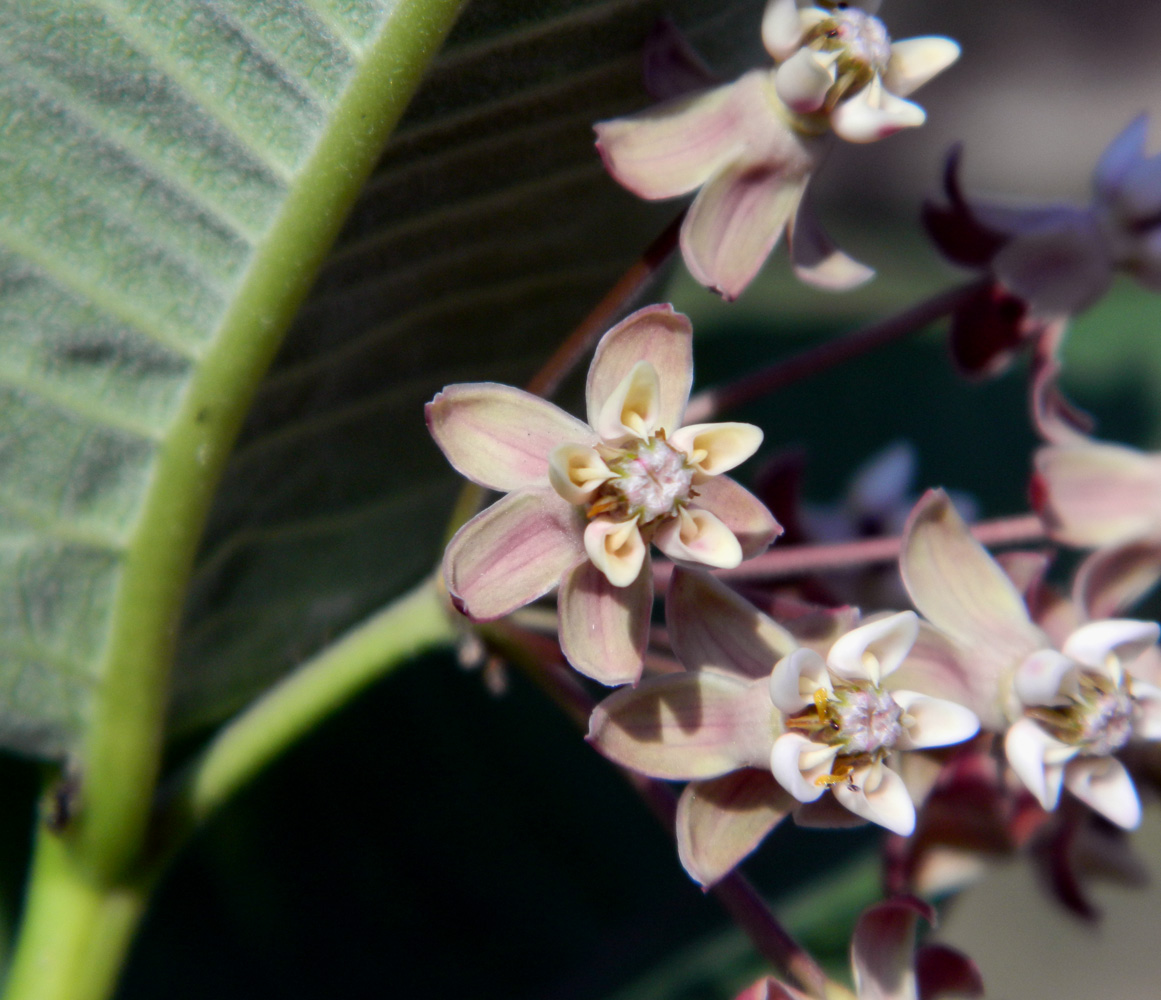 Изображение особи Asclepias syriaca.