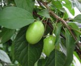 Prunus cerasifera. Ветвь с незрелыми плодами. Украина, г. Киев, Южная Борщаговка, просп. Академика Королёва, в культуре. 15 июня 2012 г.