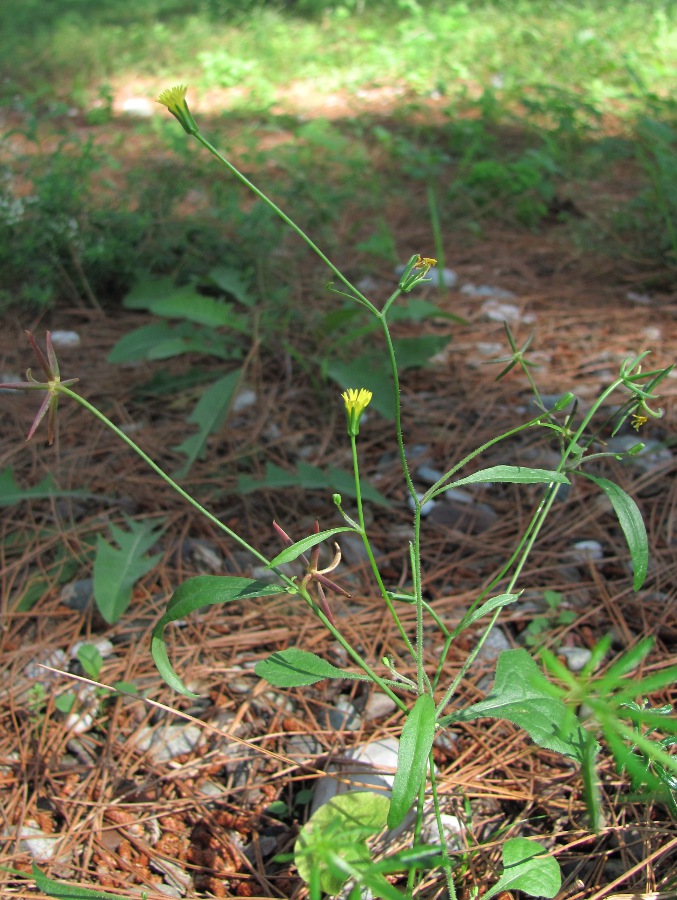 Изображение особи Rhagadiolus edulis.